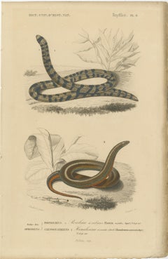 Snake Print of Banded Snake and Red-Striped Snake, c.1850, by Orbigny