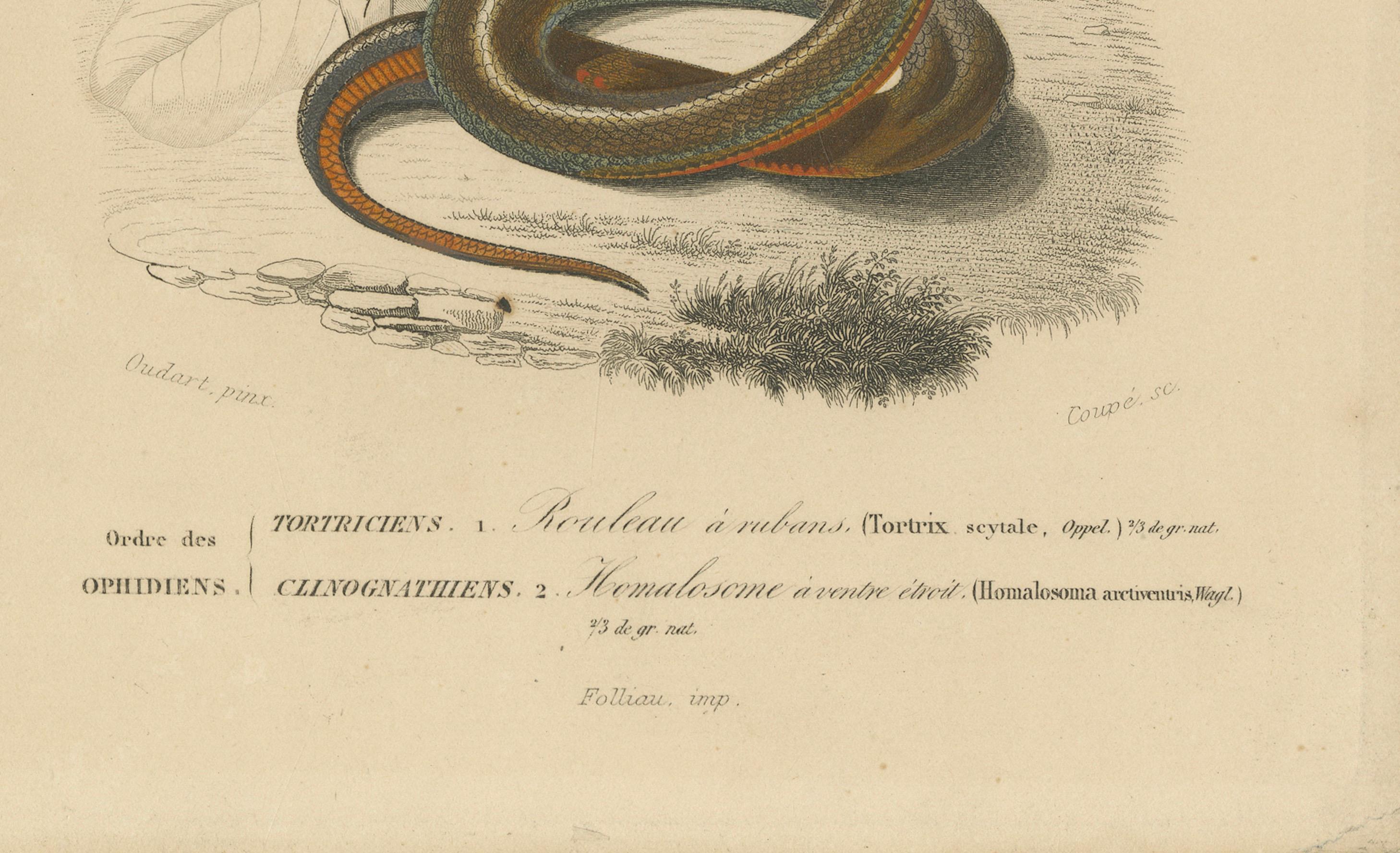 Francese Stampa di serpente a bande e serpente a strisce rosse, 1850 circa, di Orbigny in vendita