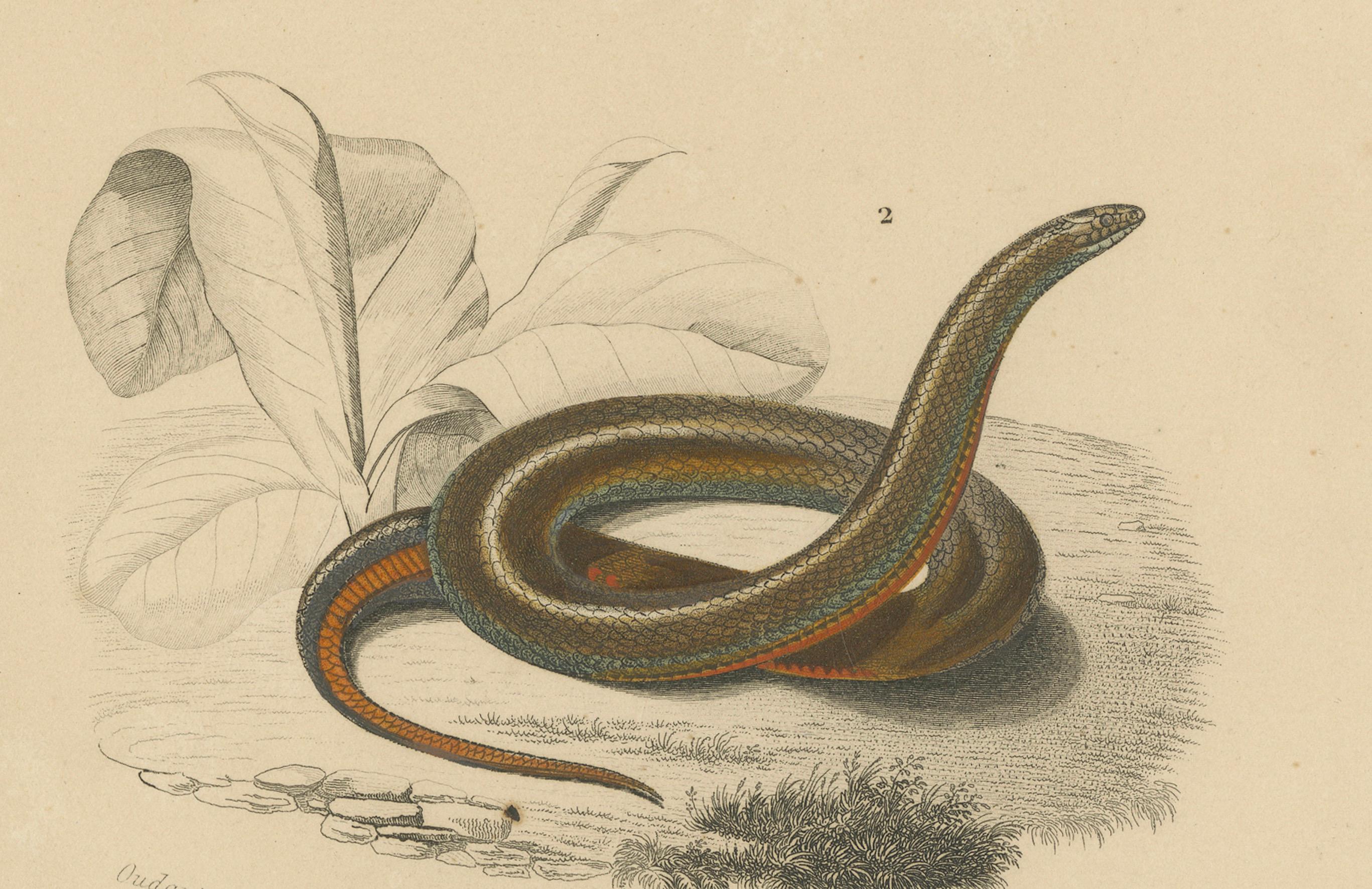 Stampa di serpente a bande e serpente a strisce rosse, 1850 circa, di Orbigny In condizioni buone in vendita a Langweer, NL