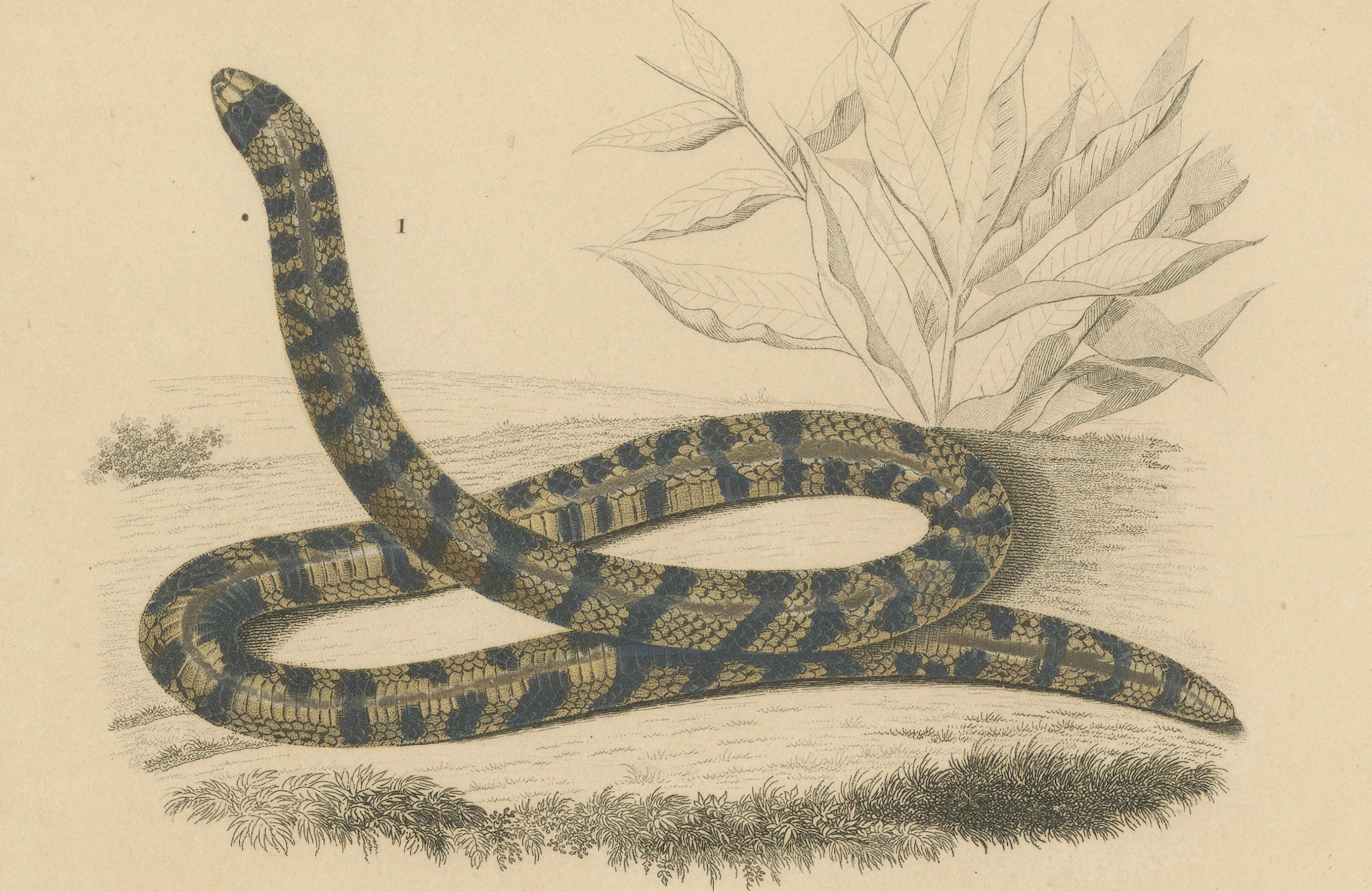 XIX secolo Stampa di serpente a bande e serpente a strisce rosse, 1850 circa, di Orbigny in vendita