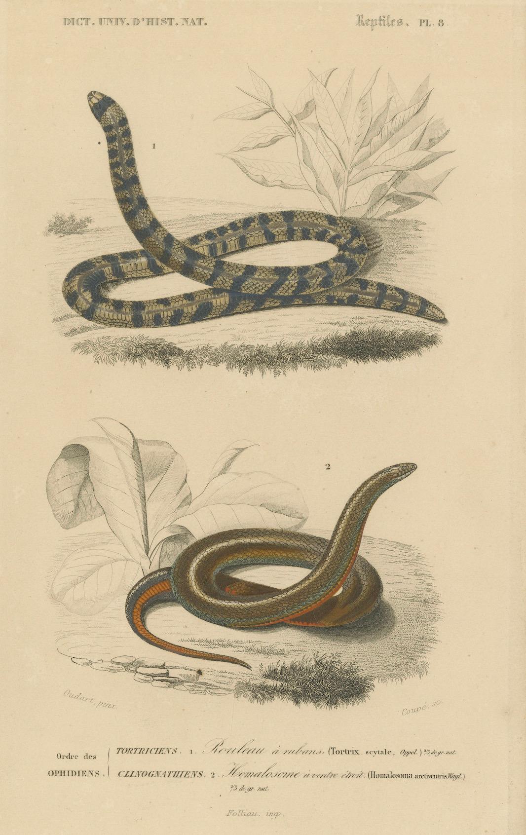 Carta Stampa di serpente a bande e serpente a strisce rosse, 1850 circa, di Orbigny in vendita