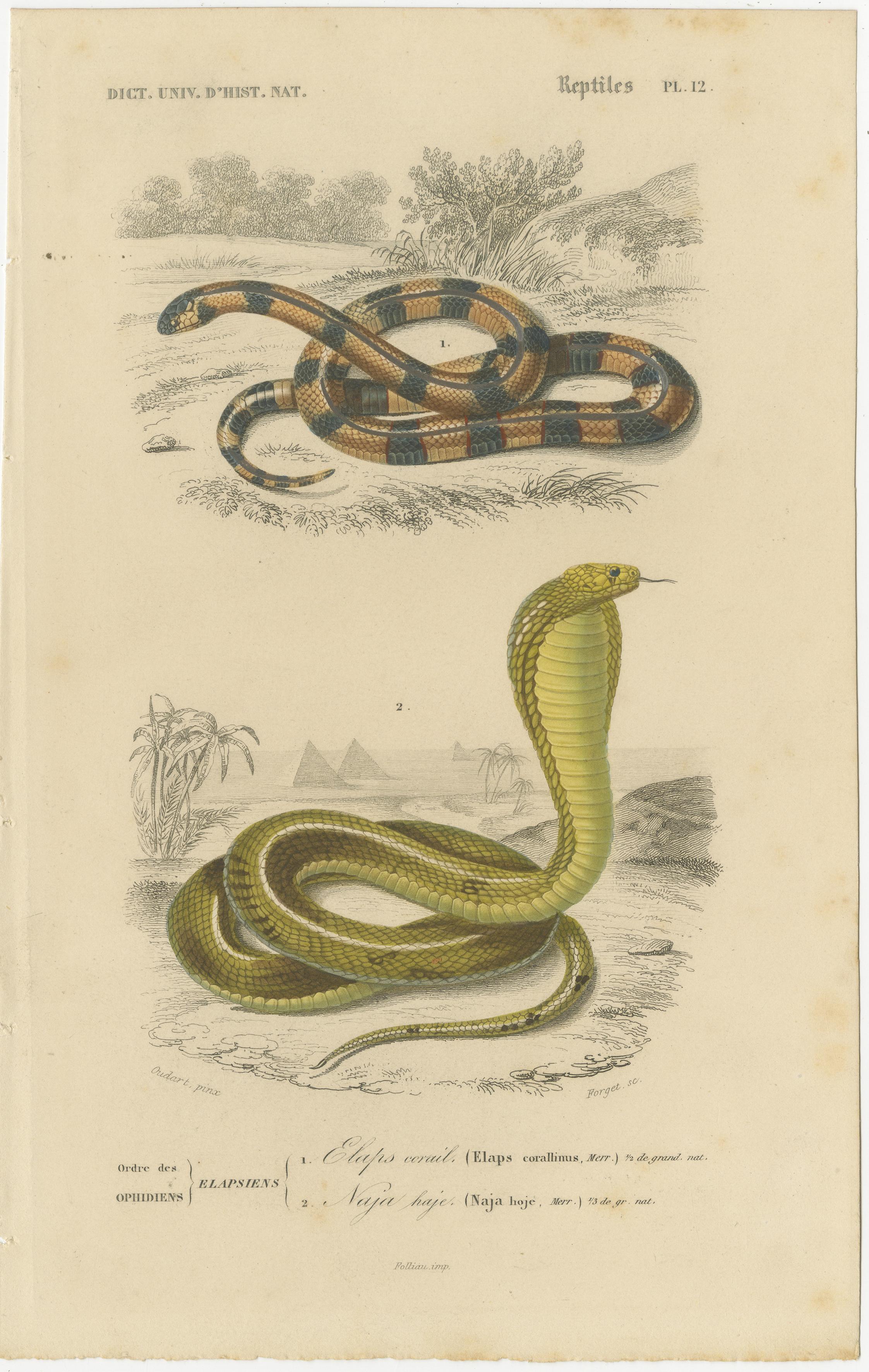 Snake Print of Coral Snake and Egyptian Cobra, c.1850, by Orbigny

This dramatic and well-preserved hand-colored engraving, Reptiles Pl. 12, depicts two iconic venomous snakes: the Coral Snake (Elaps corallinus) and the Egyptian Cobra (Naja haje).