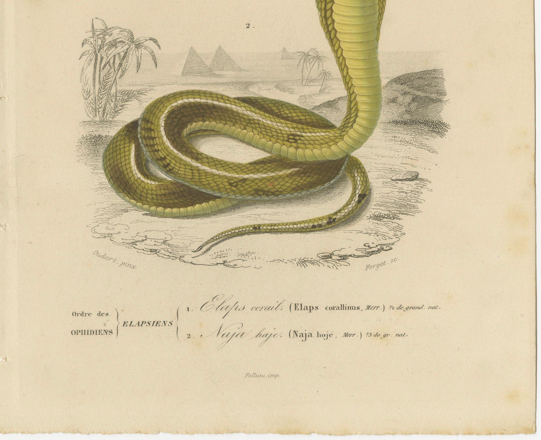 Francese Snake Print of Coral Snake and Egyptian Cobra, c.1850, by Orbigny in vendita