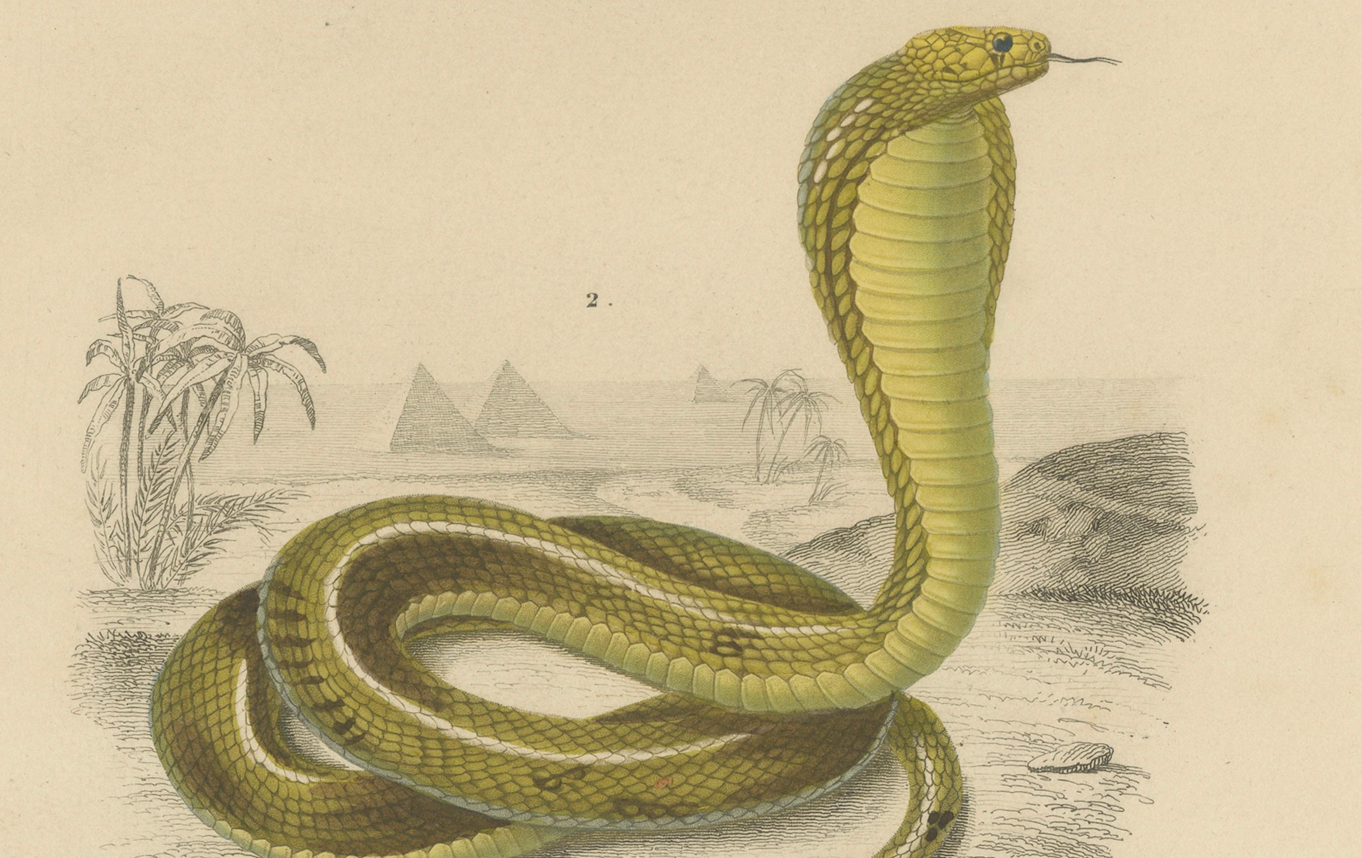 Snake Print of Coral Snake and Egyptian Cobra, c.1850, by Orbigny In condizioni buone in vendita a Langweer, NL