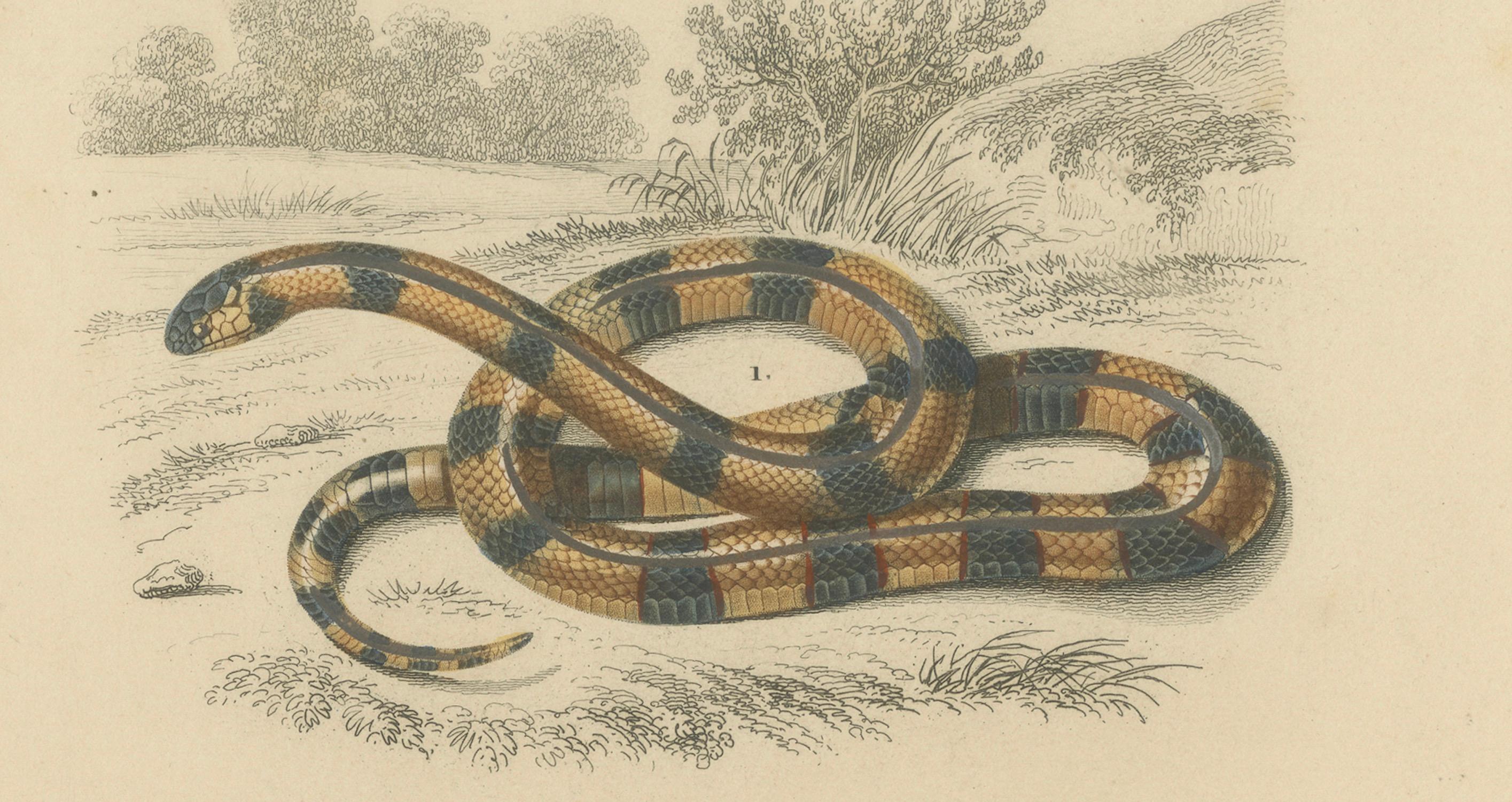 XIX secolo Snake Print of Coral Snake and Egyptian Cobra, c.1850, by Orbigny in vendita