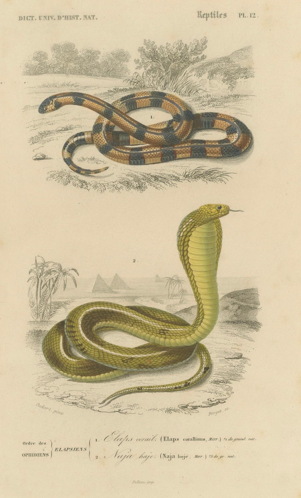 Carta Snake Print of Coral Snake and Egyptian Cobra, c.1850, by Orbigny in vendita