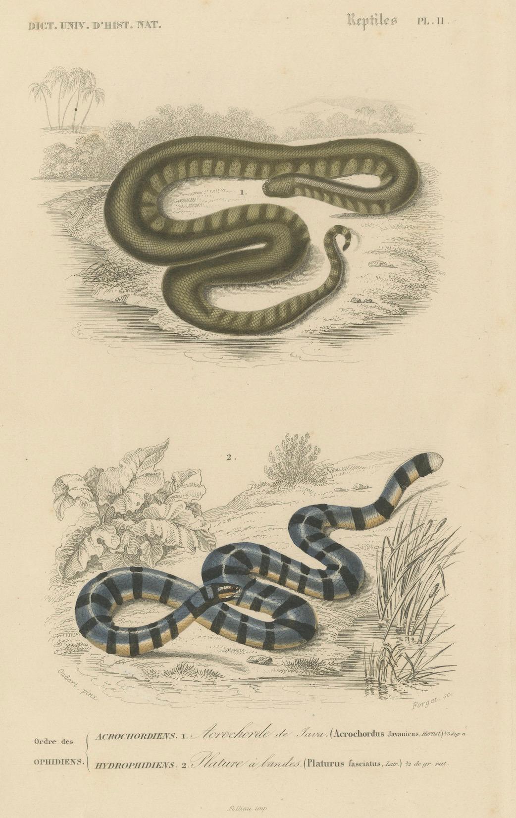 Stampa di serpente con proboscide d'elefante e di Krait marino, 1850 circa, Orbigny

Questa stampa zoologica del XIX secolo finemente dettagliata, intitolata *Rettili Pl. II*, presenta due specie di serpenti esotici: l'Acrochordus javanicus