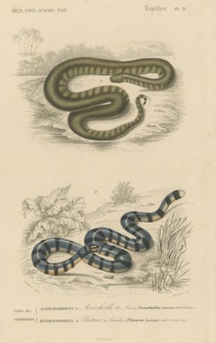 Snake Print of Elephant Trunk Snake and Sea Krait, c.1850, Orbigny