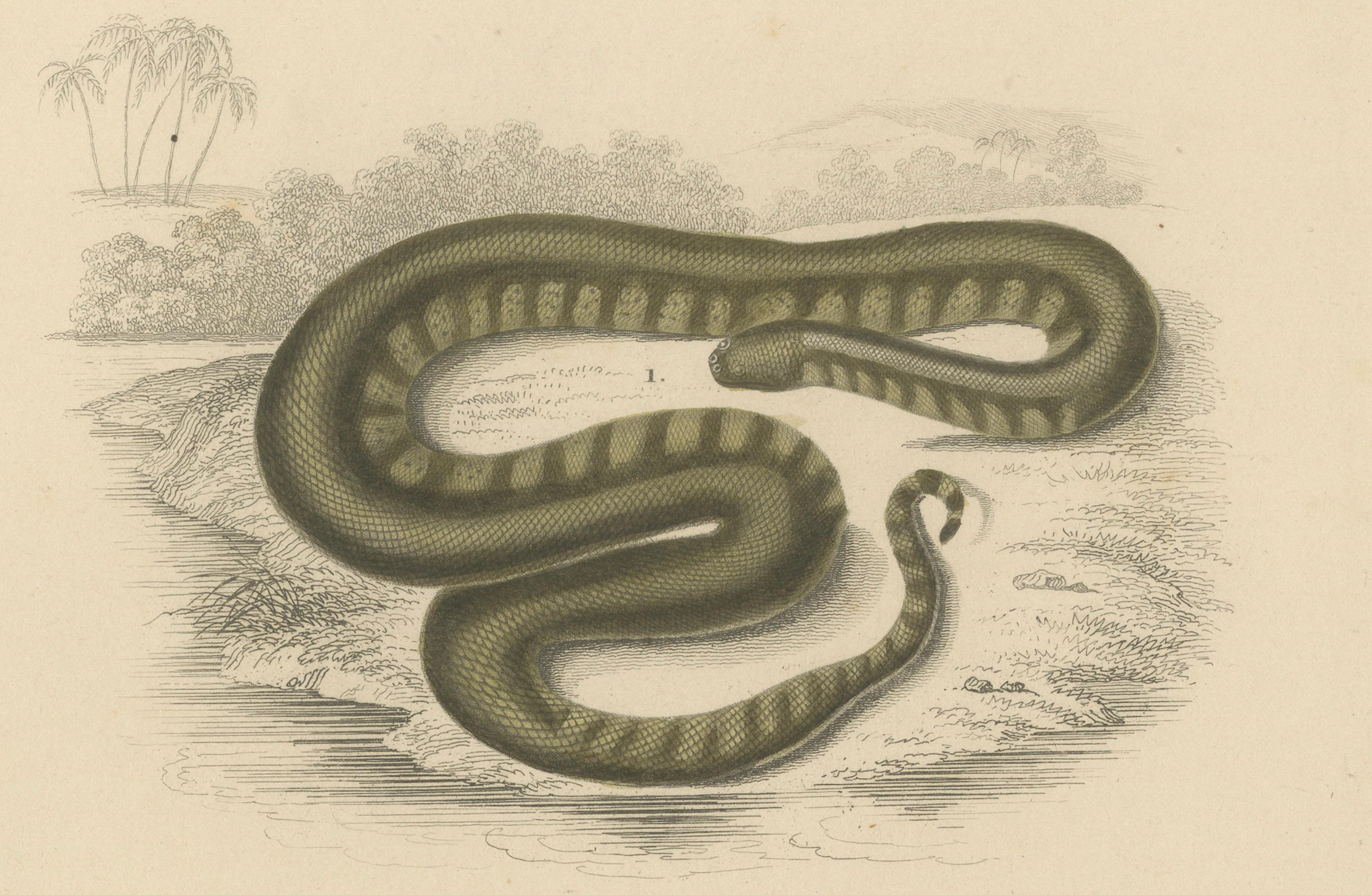 Francese Stampa di serpente con proboscide d'elefante e di Krait marino, 1850 circa, Orbigny in vendita
