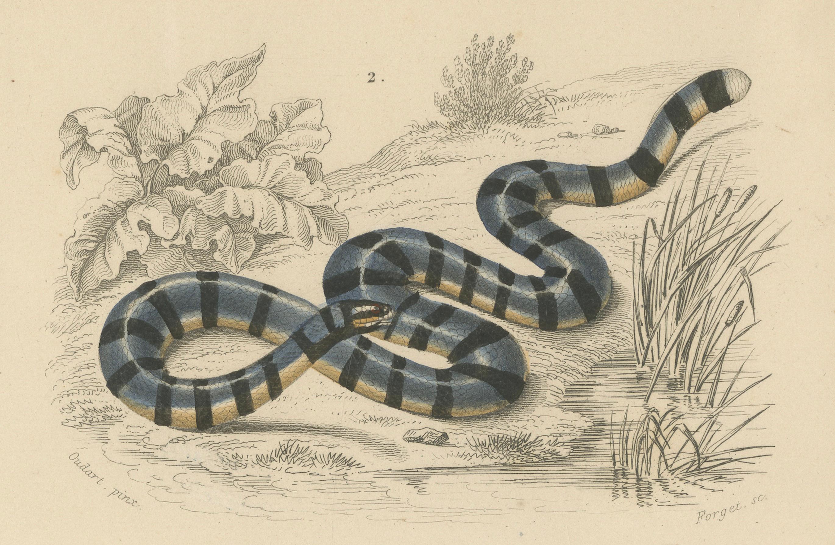 Stampa di serpente con proboscide d'elefante e di Krait marino, 1850 circa, Orbigny In condizioni buone in vendita a Langweer, NL