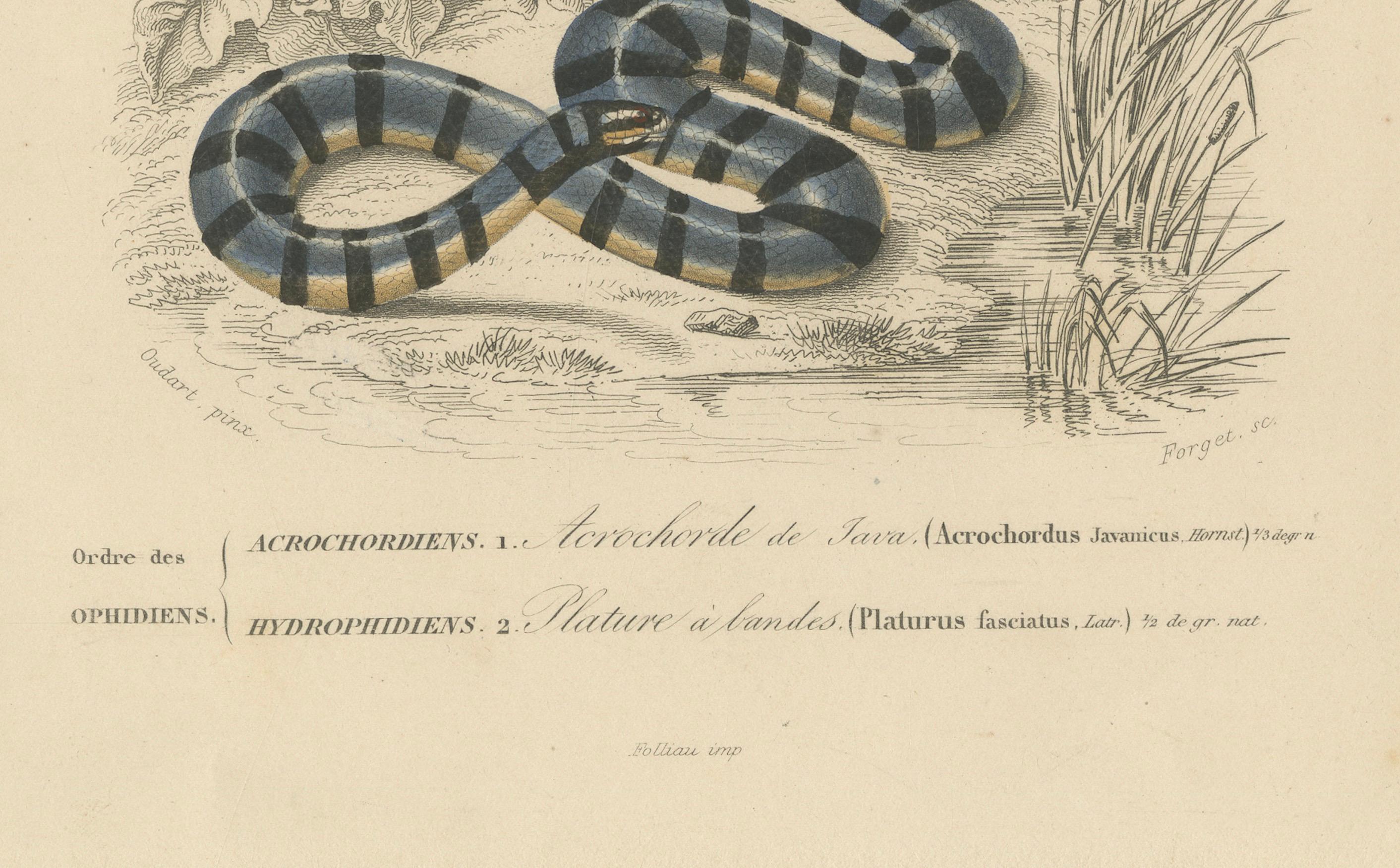 XIX secolo Stampa di serpente con proboscide d'elefante e di Krait marino, 1850 circa, Orbigny in vendita