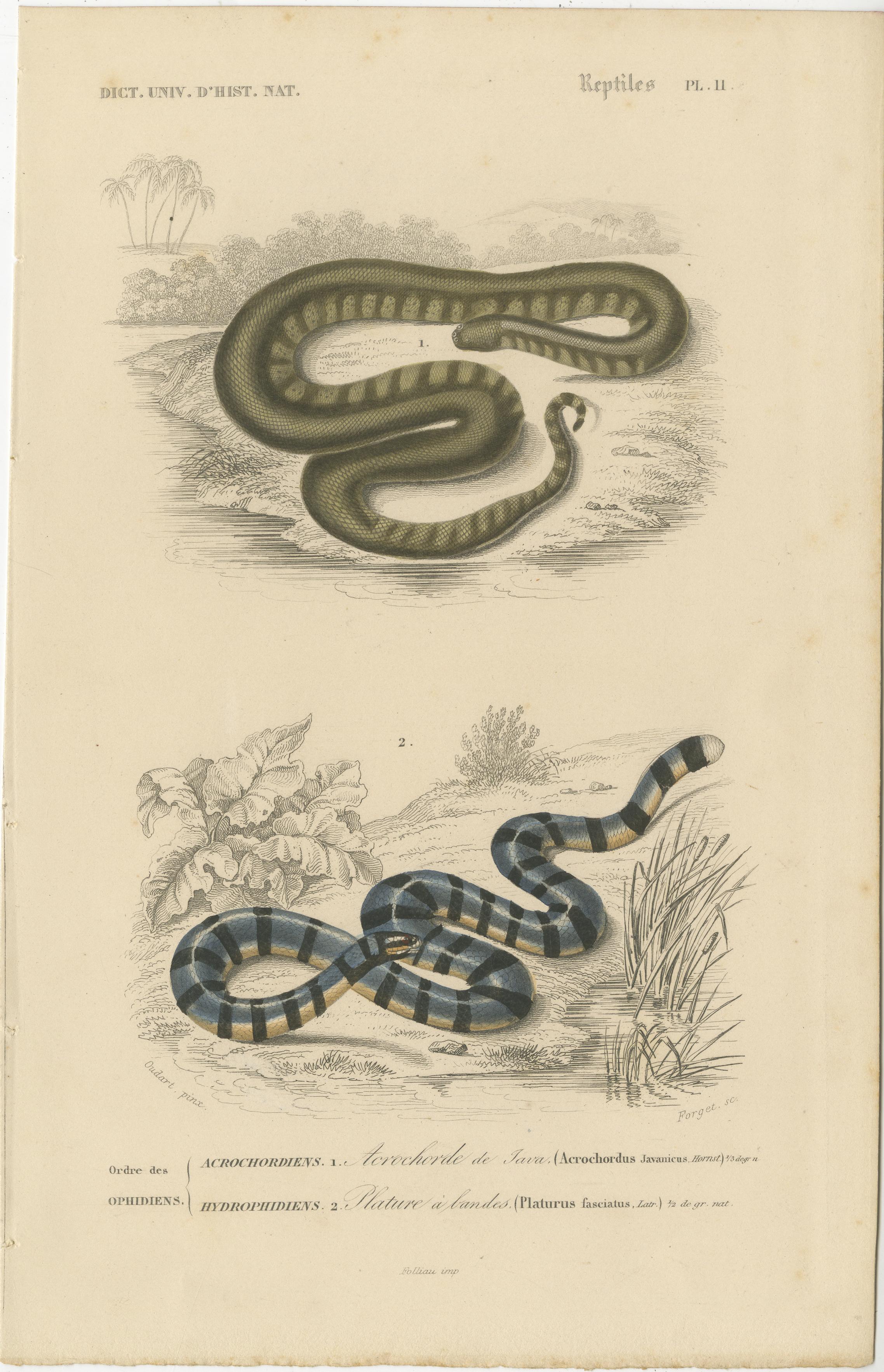 Carta Stampa di serpente con proboscide d'elefante e di Krait marino, 1850 circa, Orbigny in vendita