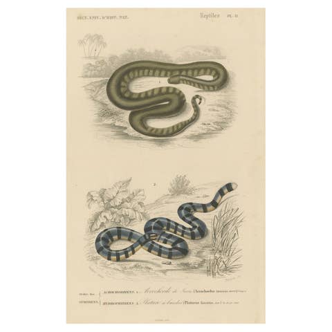 Snake Print of Elephant Trunk Snake and Sea Krait, c.1850, Orbigny