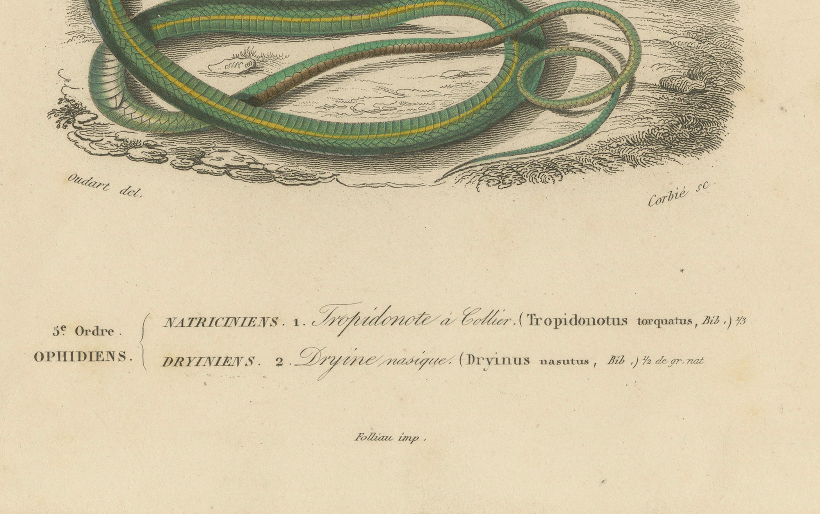Stampa di serpente con serpente d'erba e serpente a frusta dal naso lungo, 1850 circa, Orbigny

Questa straordinaria incisione colorata a mano del XIX secolo, Reptiles Pl. 10, presenta due serpenti splendidamente illustrati: il serpente d'erba