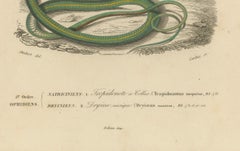 Snake Print of Grass Snake and Long-Nosed Whip Snake, c.1850, Orbigny