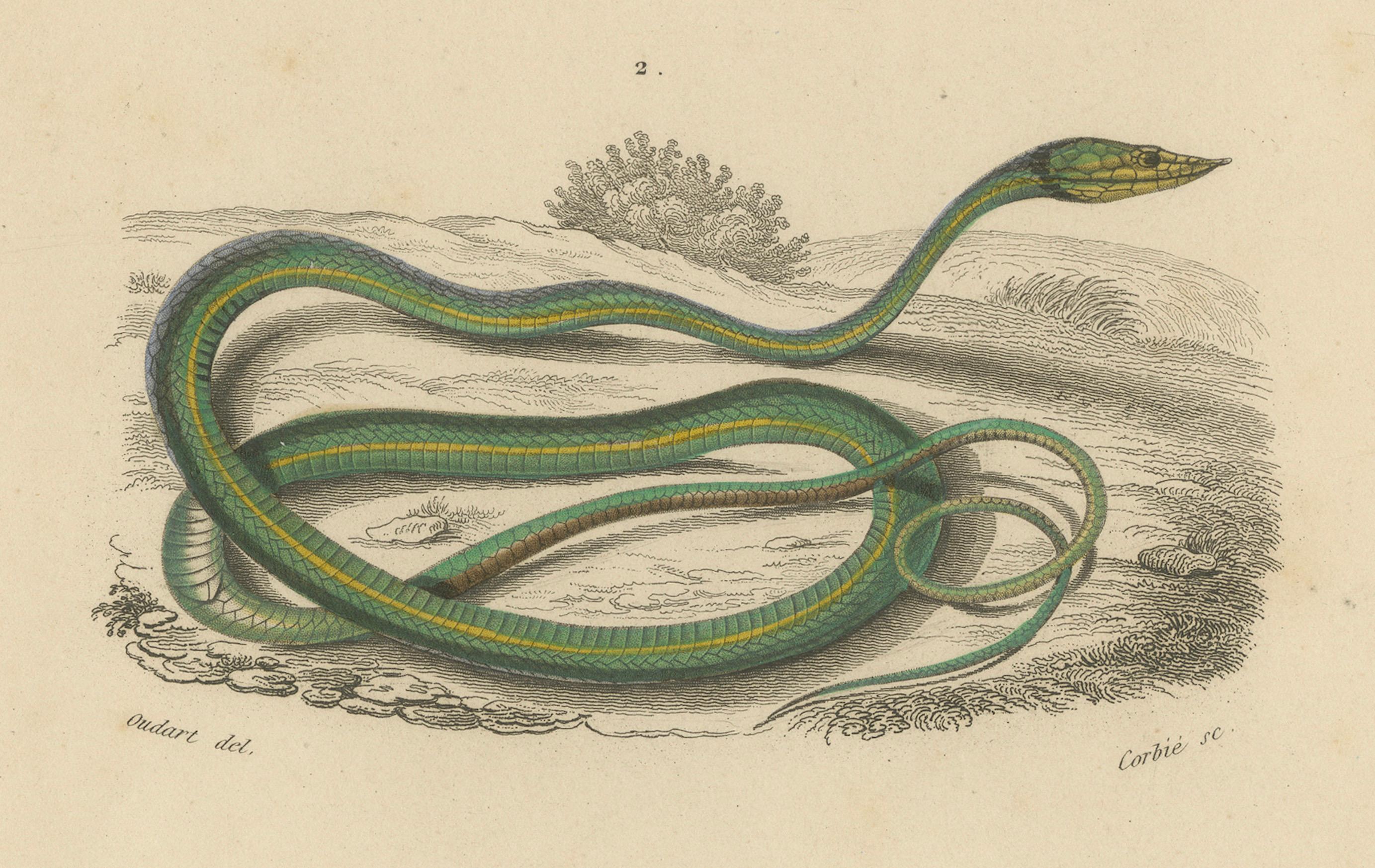 Francese Stampa di serpente con serpente d'erba e serpente a frusta dal naso lungo, 1850 circa, Orbigny in vendita