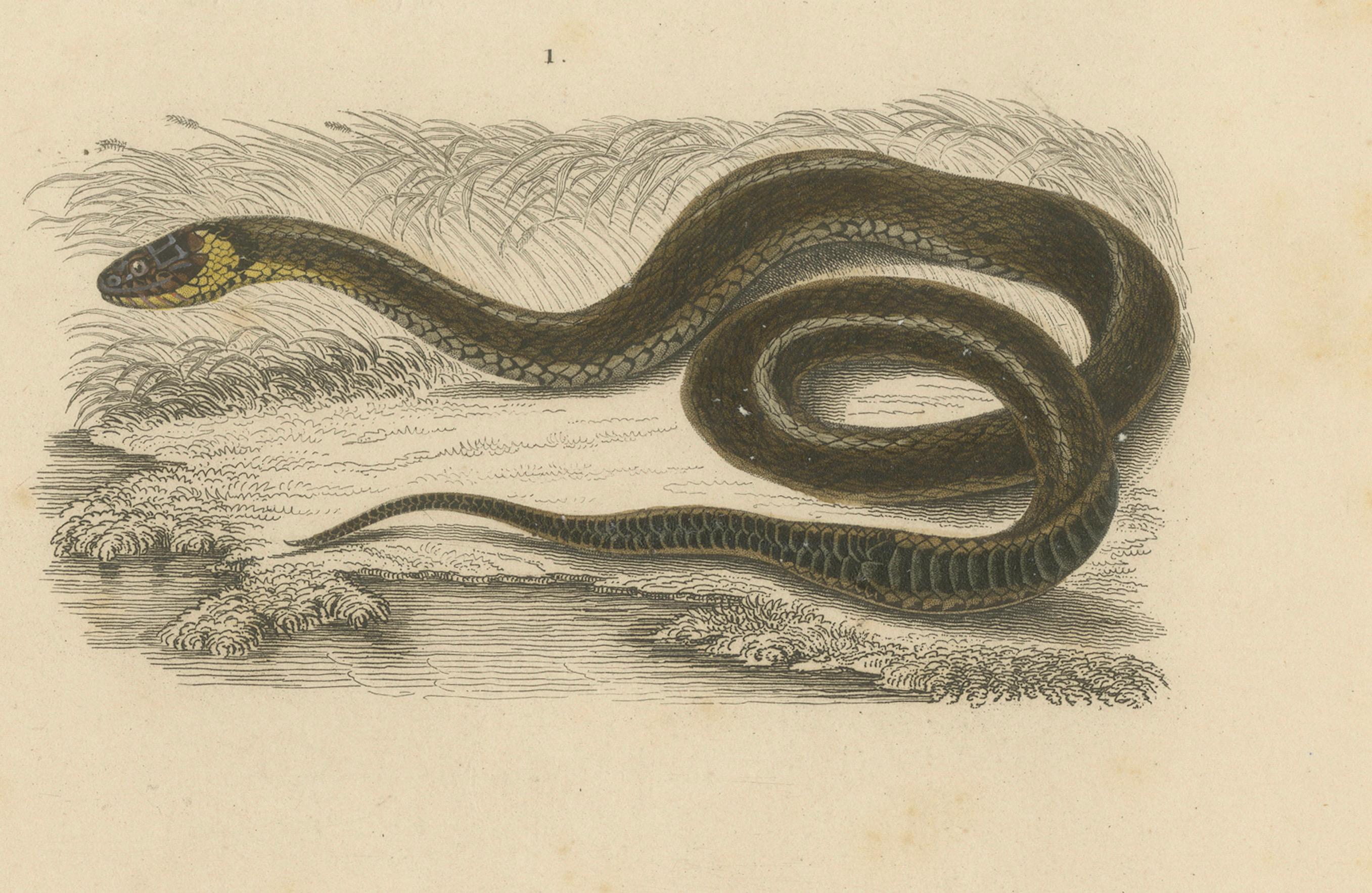 Stampa di serpente con serpente d'erba e serpente a frusta dal naso lungo, 1850 circa, Orbigny In condizioni buone in vendita a Langweer, NL