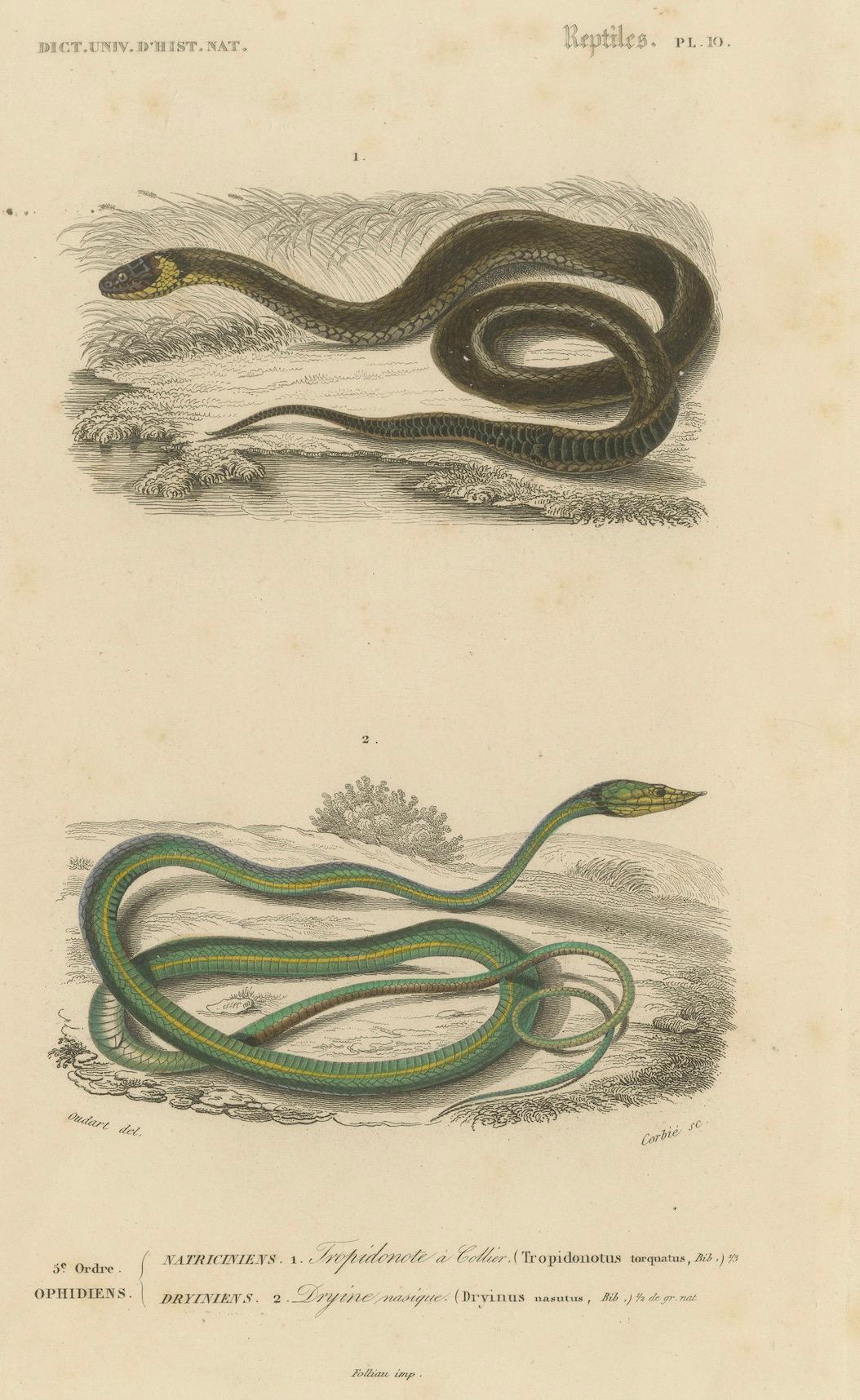 XIX secolo Stampa di serpente con serpente d'erba e serpente a frusta dal naso lungo, 1850 circa, Orbigny in vendita