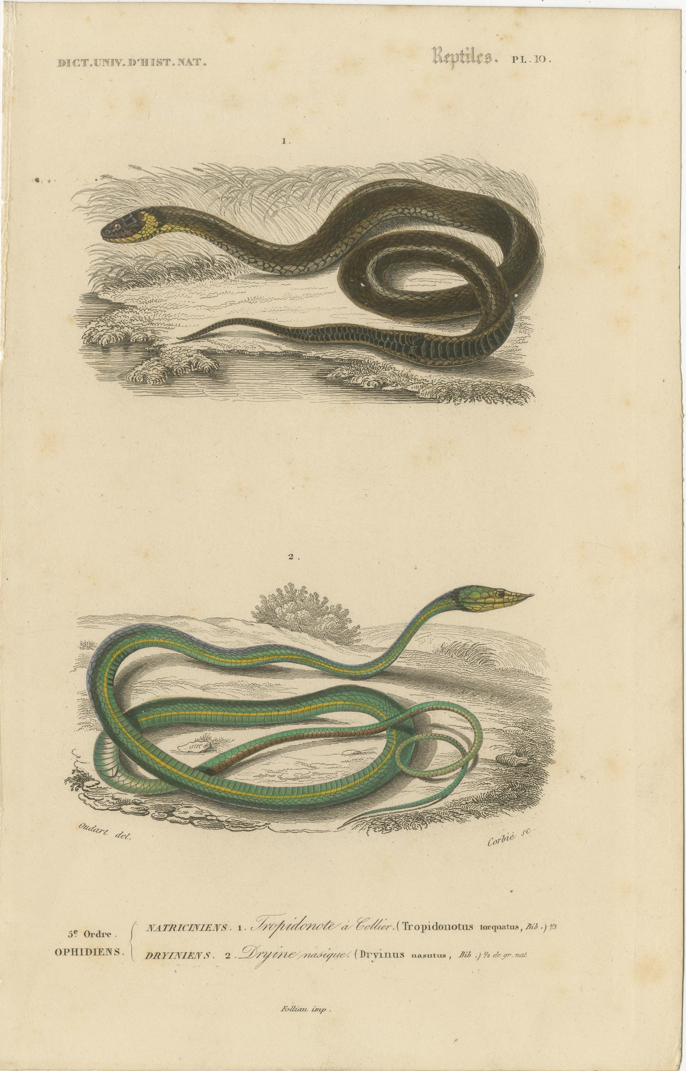 Carta Stampa di serpente con serpente d'erba e serpente a frusta dal naso lungo, 1850 circa, Orbigny in vendita