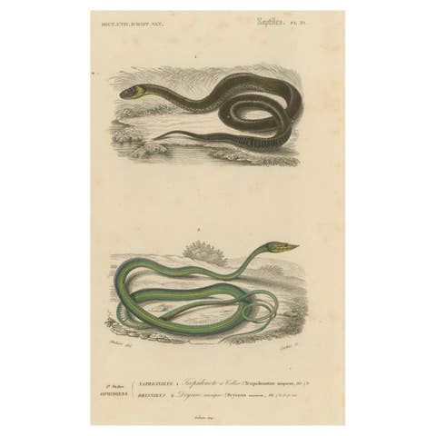 Snake Print of Grass Snake and Long-Nosed Whip Snake, c.1850, Orbigny