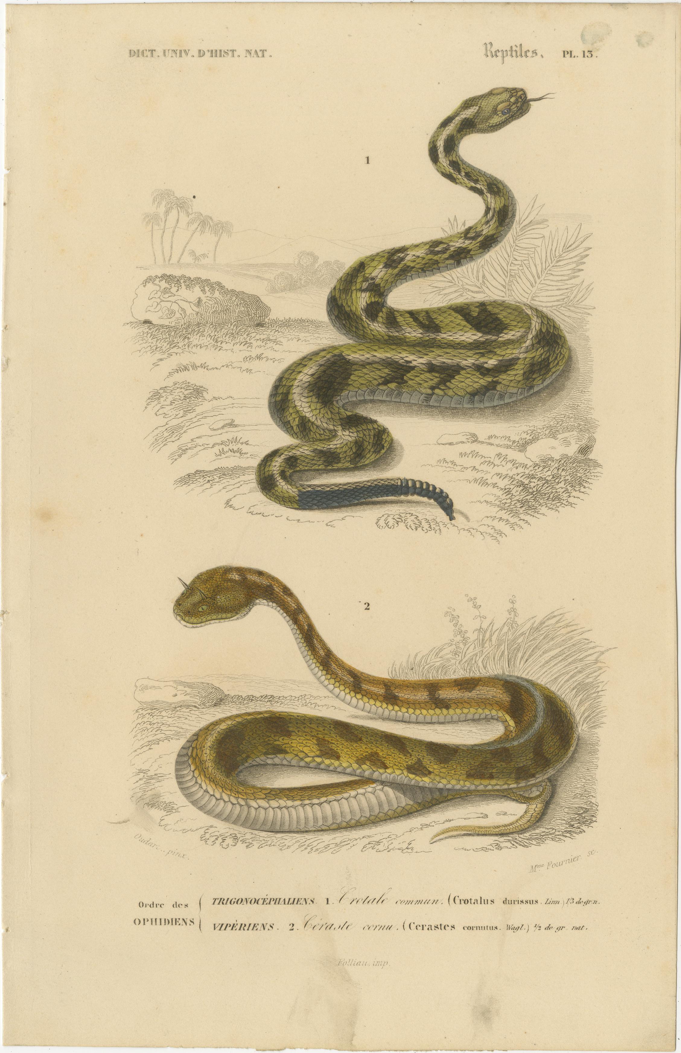 Stampa di serpente a sonagli e vipera di Horn, 1850 circa, di Orbigny

Questa dettagliatissima incisione colorata a mano del XIX secolo, Reptiles Pl. 13, raffigura due dei serpenti velenosi più iconici del mondo: il serpente a sonagli (Crotalus