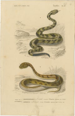 Snake Print of Rattlesnake and Horned Viper, c.1850, by Orbigny