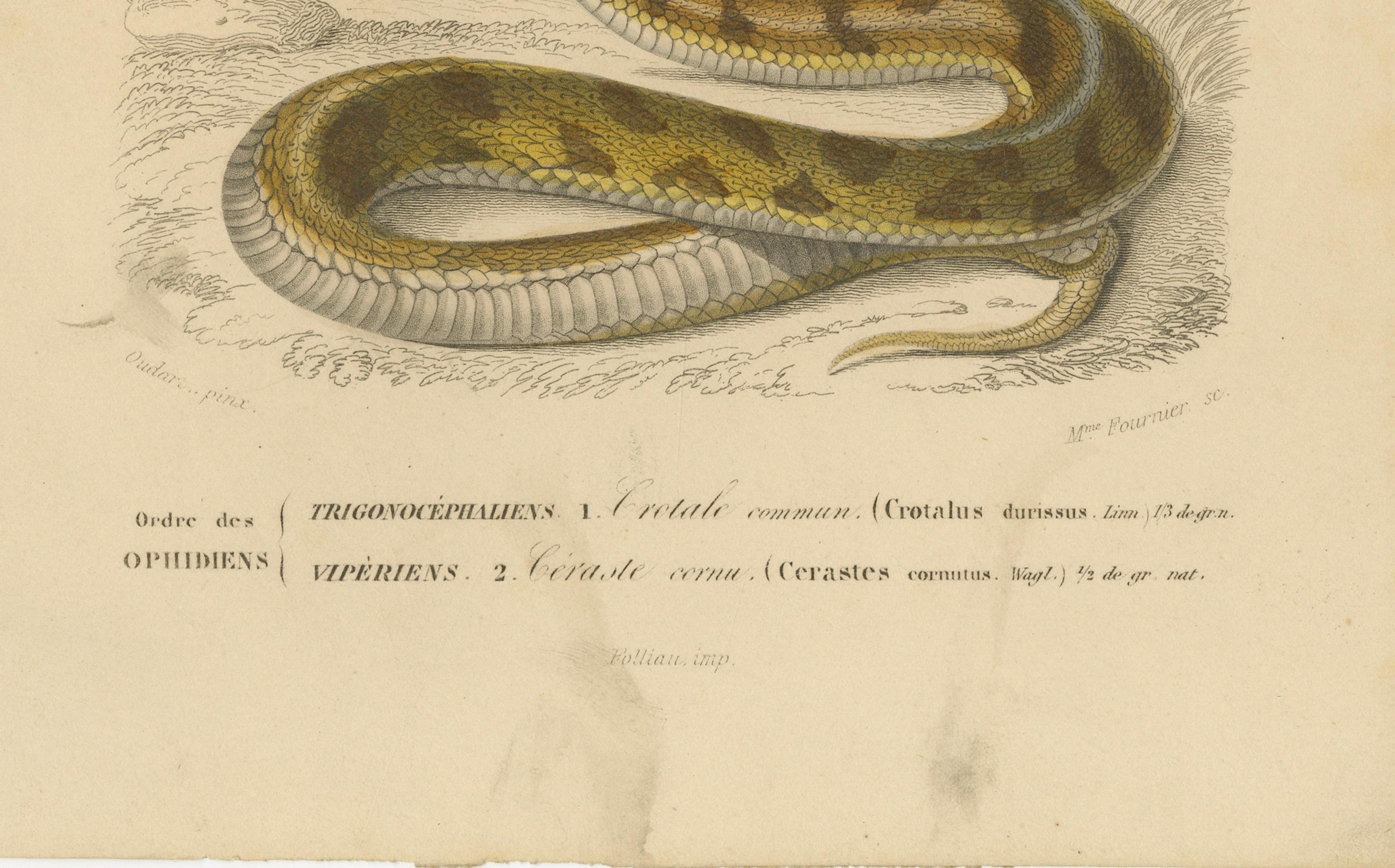 Francese Stampa di serpente a sonagli e vipera di Horn, 1850 circa, di Orbigny in vendita