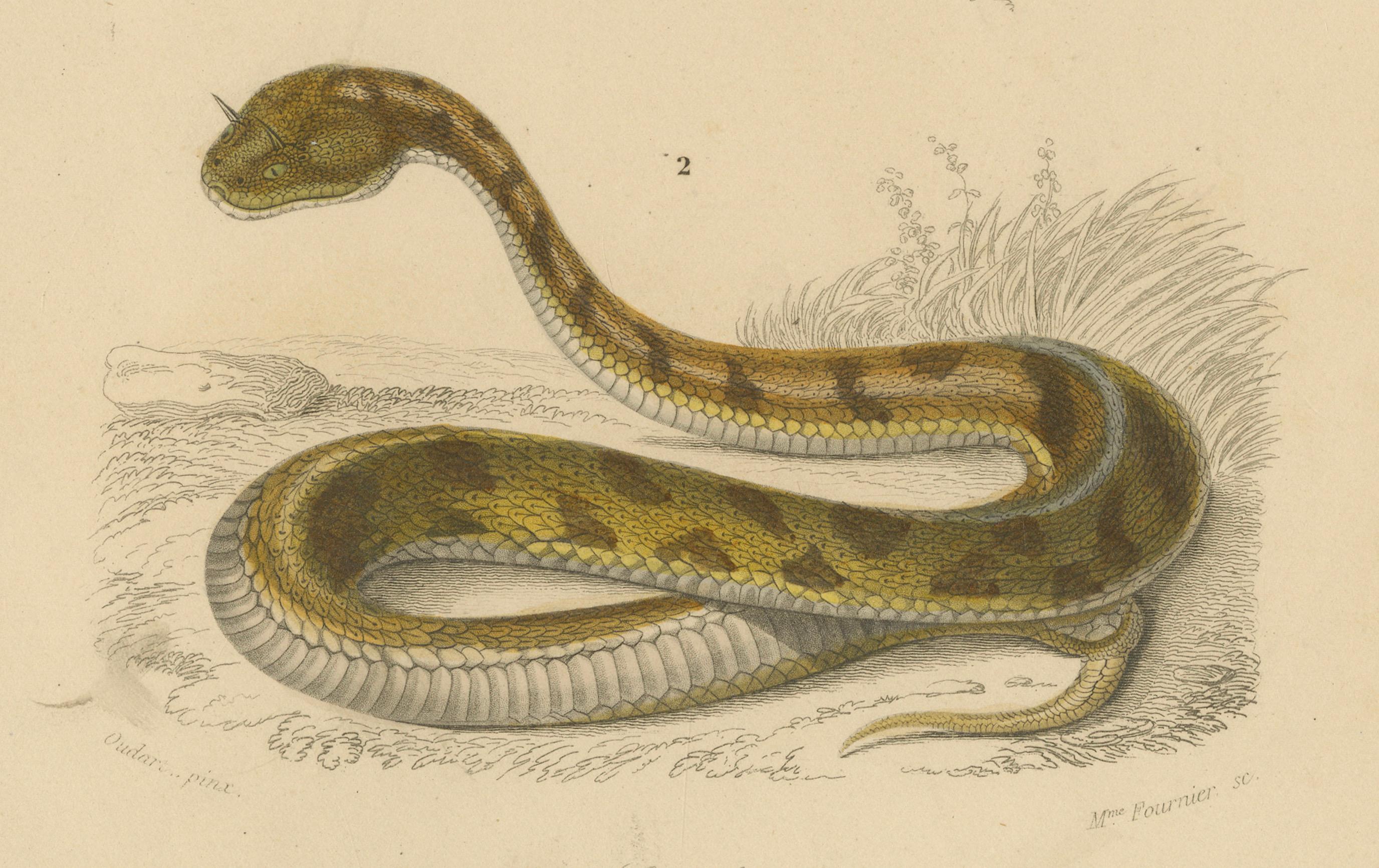Stampa di serpente a sonagli e vipera di Horn, 1850 circa, di Orbigny In condizioni buone in vendita a Langweer, NL