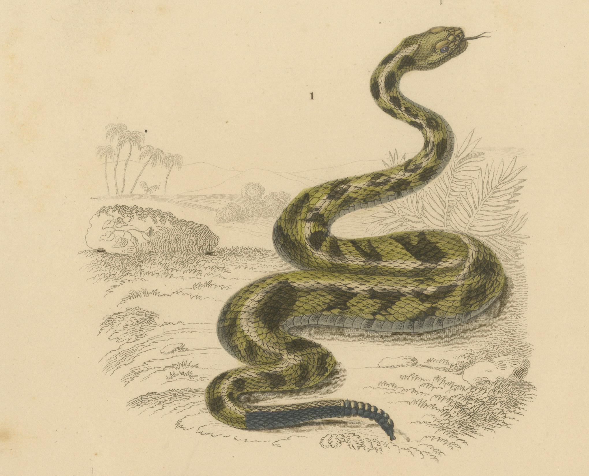 XIX secolo Stampa di serpente a sonagli e vipera di Horn, 1850 circa, di Orbigny in vendita