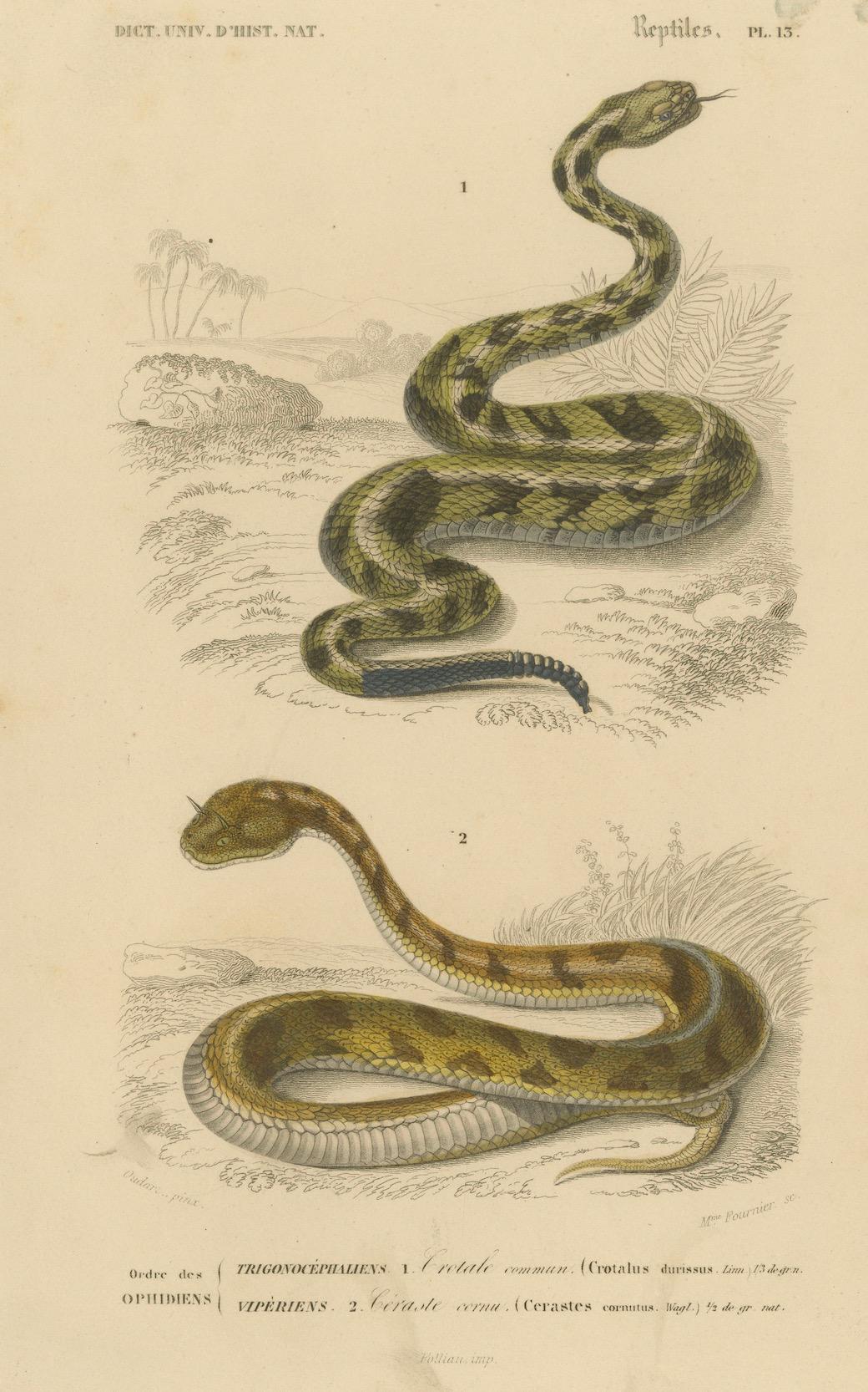 Carta Stampa di serpente a sonagli e vipera di Horn, 1850 circa, di Orbigny in vendita