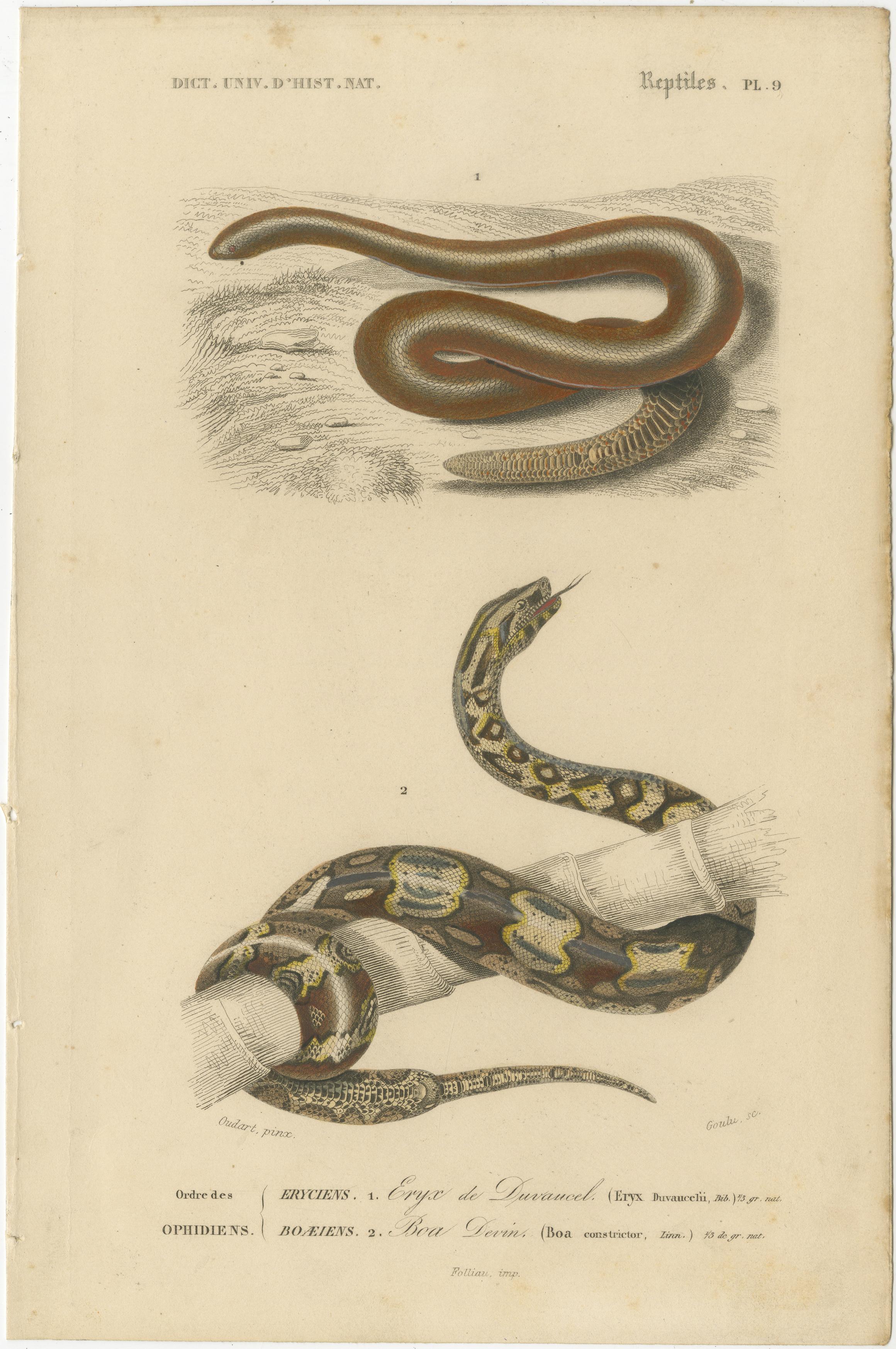Stampa di serpente di Boa della sabbia e Boa Constrictor, 1850 circa, di Orbigny

Questa splendida e dettagliata incisione colorata a mano, Reptiles Pl. 9, presenta due importanti specie di serpenti: il Boa delle sabbie (Eryx duvernaii) e il Boa