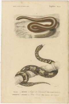 Snake Print of Sand Boa and Boa Constrictor, c.1850, by Orbigny