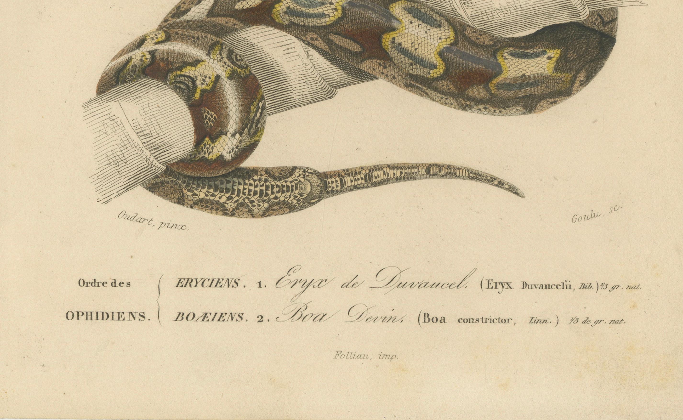 Francese Stampa di serpente di Boa della sabbia e Boa Constrictor, 1850 circa, di Orbigny in vendita