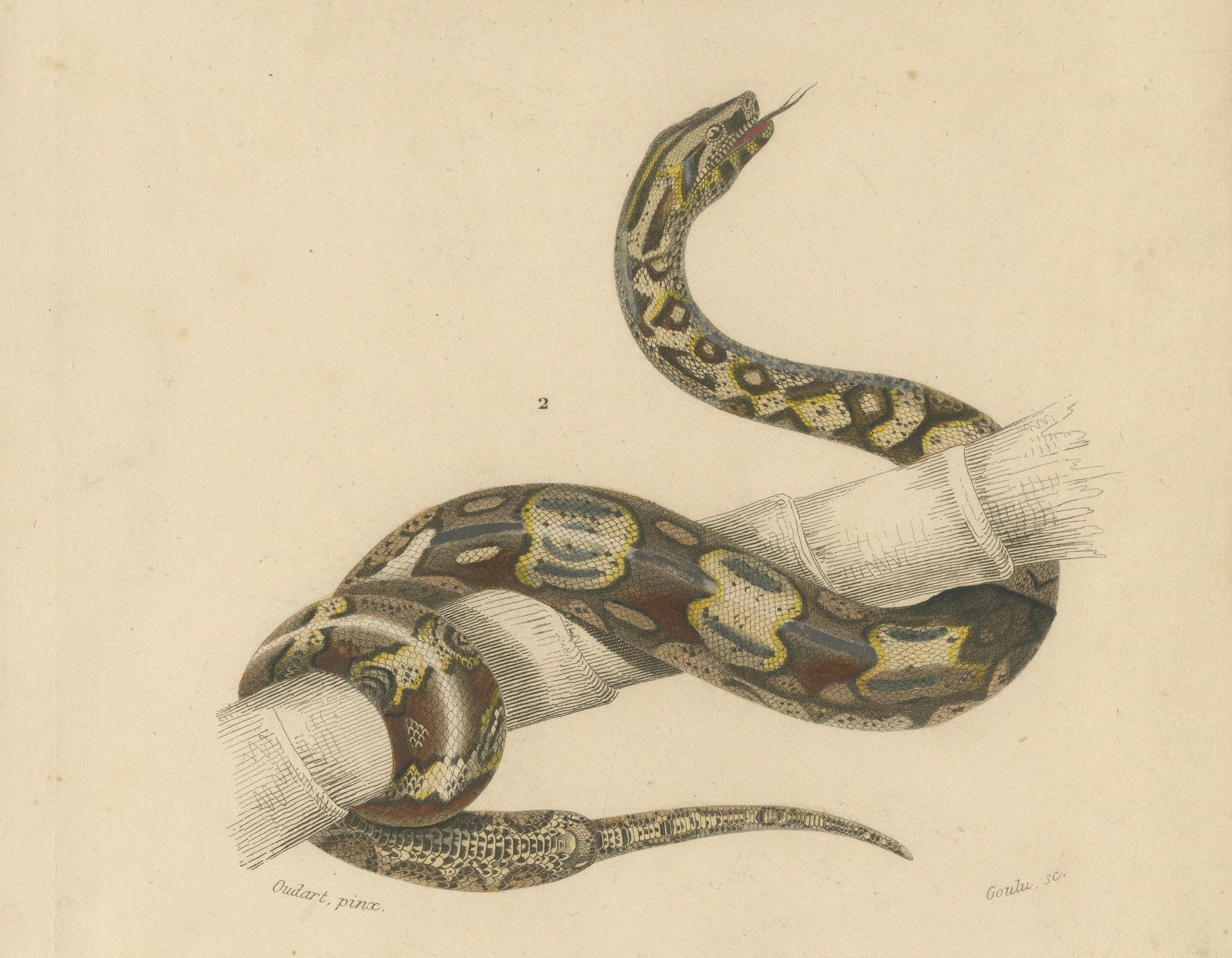 Stampa di serpente di Boa della sabbia e Boa Constrictor, 1850 circa, di Orbigny In condizioni buone in vendita a Langweer, NL