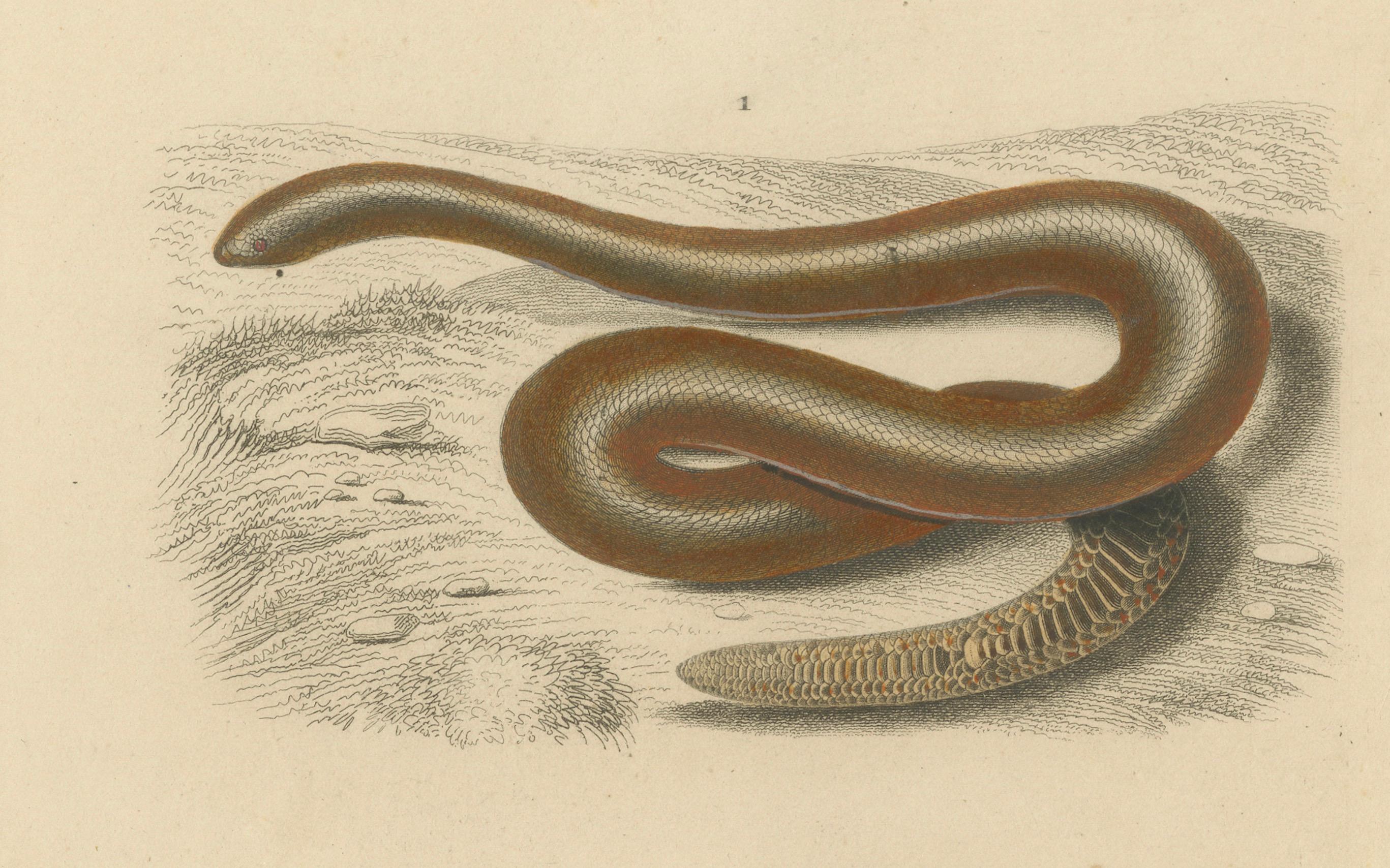XIX secolo Stampa di serpente di Boa della sabbia e Boa Constrictor, 1850 circa, di Orbigny in vendita