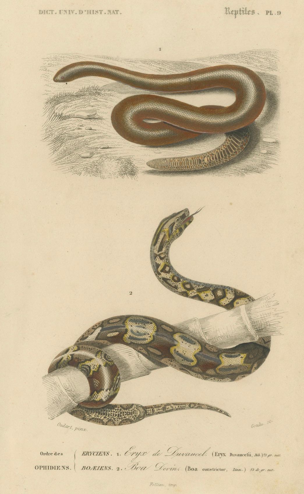 Carta Stampa di serpente di Boa della sabbia e Boa Constrictor, 1850 circa, di Orbigny in vendita