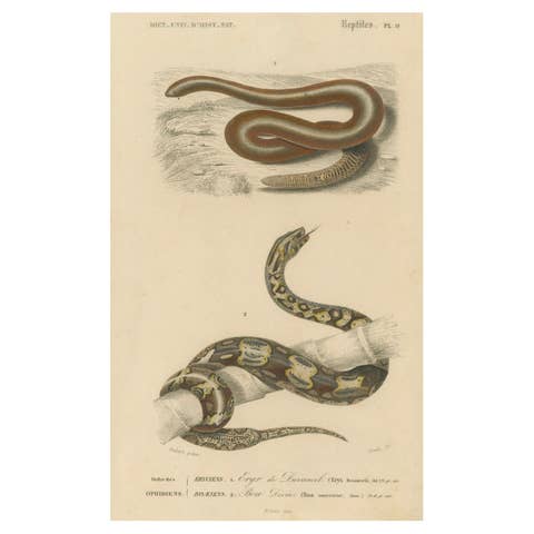 Snake Print of Sand Boa and Boa Constrictor, c.1850, by Orbigny
