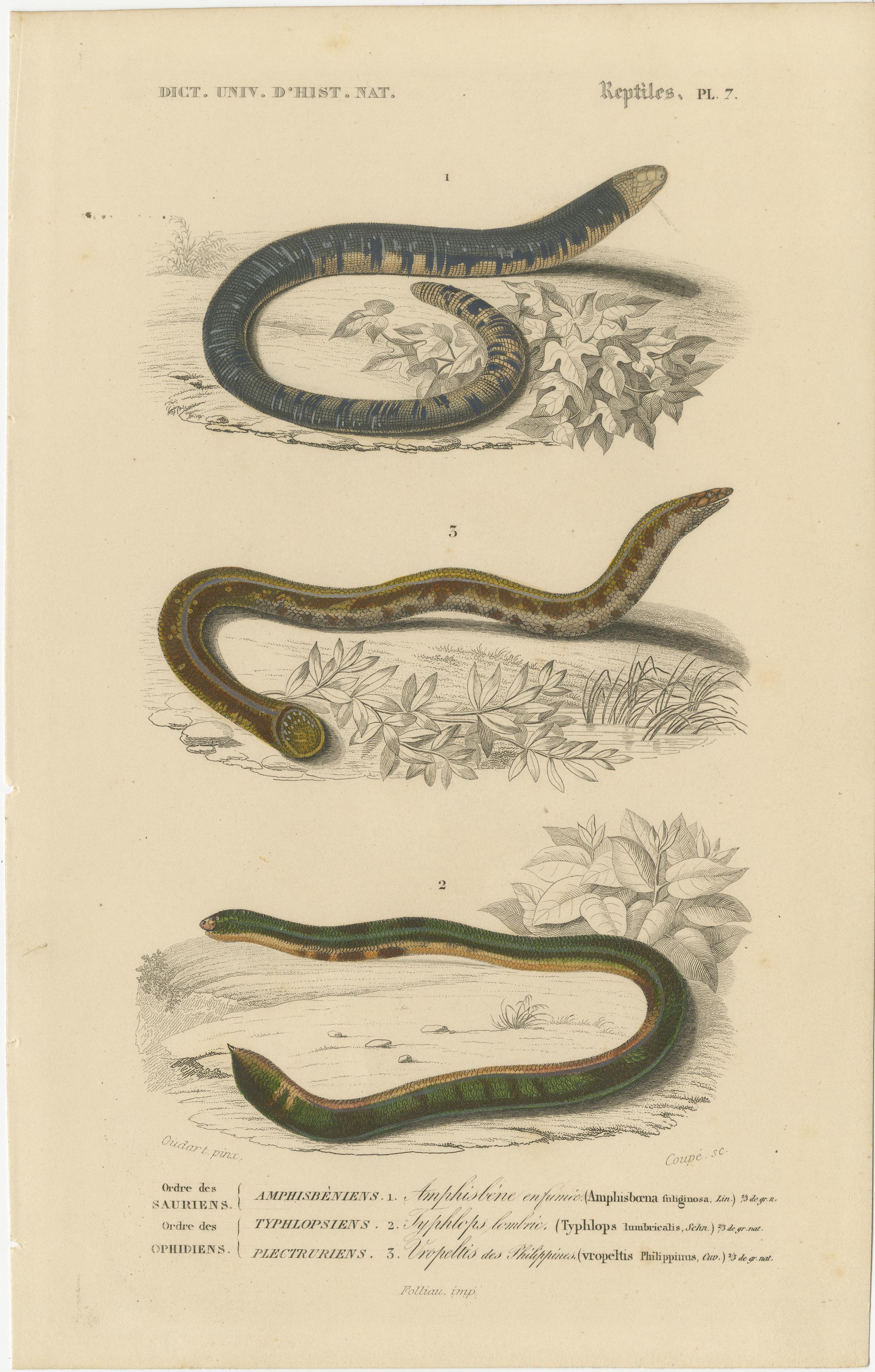 Empreinte de serpent ver, Uropeltis et Amphisbaena des Philippines, C.I.C.

Cette gravure rare et visuellement attrayante, colorée à la main, Reptiles Pl. 7, présente trois espèces de serpents moins connues : l'Amphisbaena (Amphisbaena caecilia), le