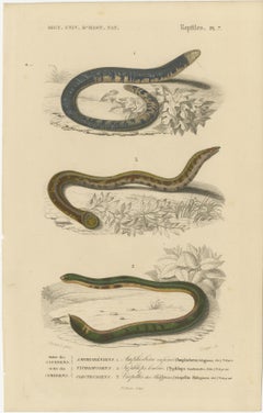 Snake Print of Worm Snake, Philippine Uropeltis and Amphisbaena, c.1850