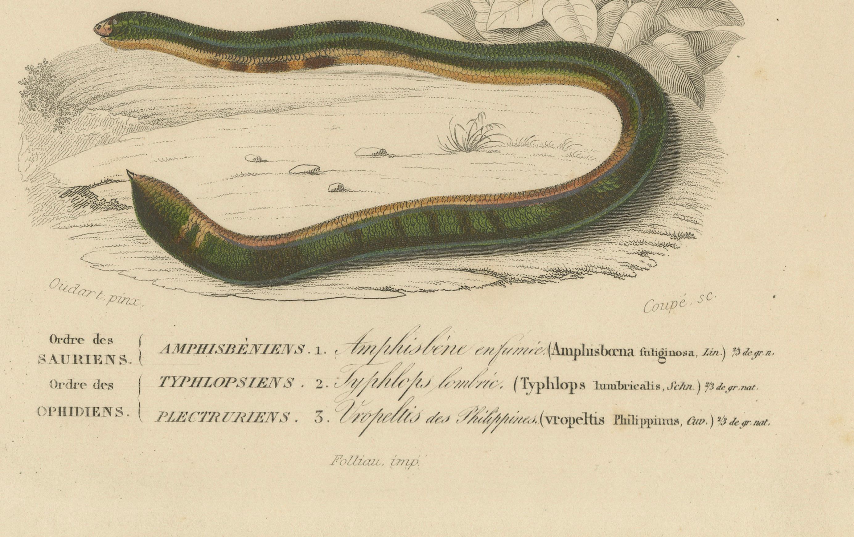 Français Empreinte de serpent ver, Uropeltis et Amphisbaena des Philippines, C.I.C. en vente