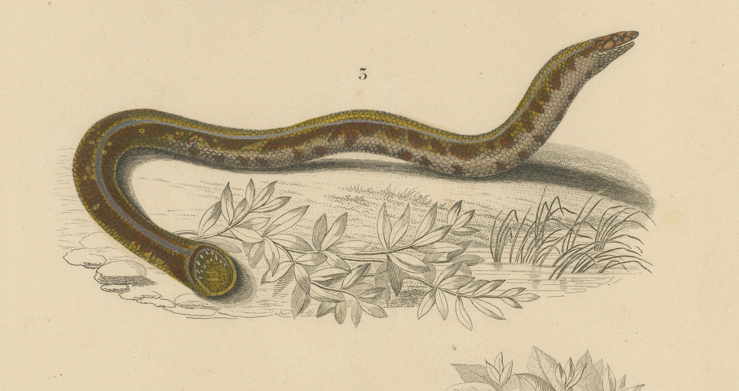 XIXe siècle Empreinte de serpent ver, Uropeltis et Amphisbaena des Philippines, C.I.C. en vente