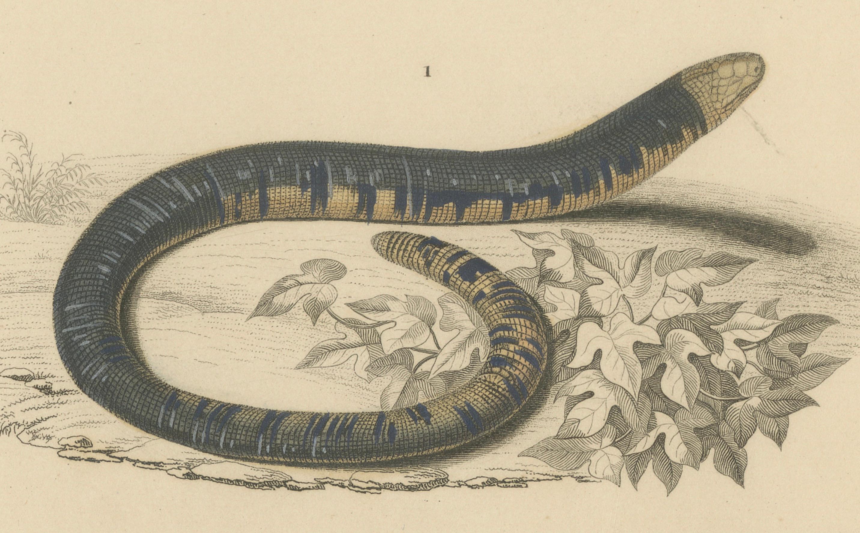 Papier Empreinte de serpent ver, Uropeltis et Amphisbaena des Philippines, C.I.C. en vente
