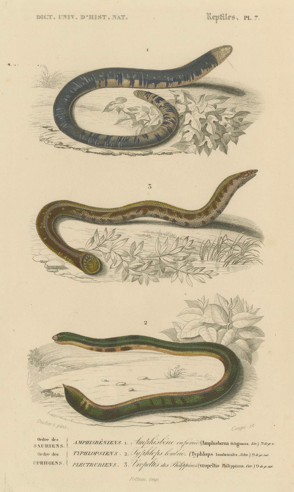 Empreinte de serpent ver, Uropeltis et Amphisbaena des Philippines, C.I.C. en vente 1