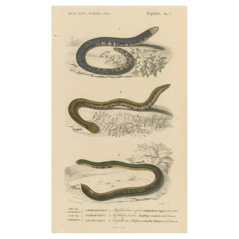 Snake Print of Worm Snake, Philippine Uropeltis and Amphisbaena, c.1850