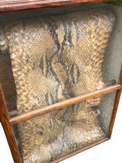 Snake Skin Specimen in Case