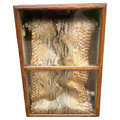 Snake Skin Specimen in Case
