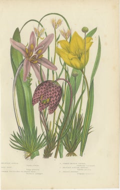 Fritillaria a testa di serpente e tulipano selvatico, tavola botanica d’epoca, 1873 circa