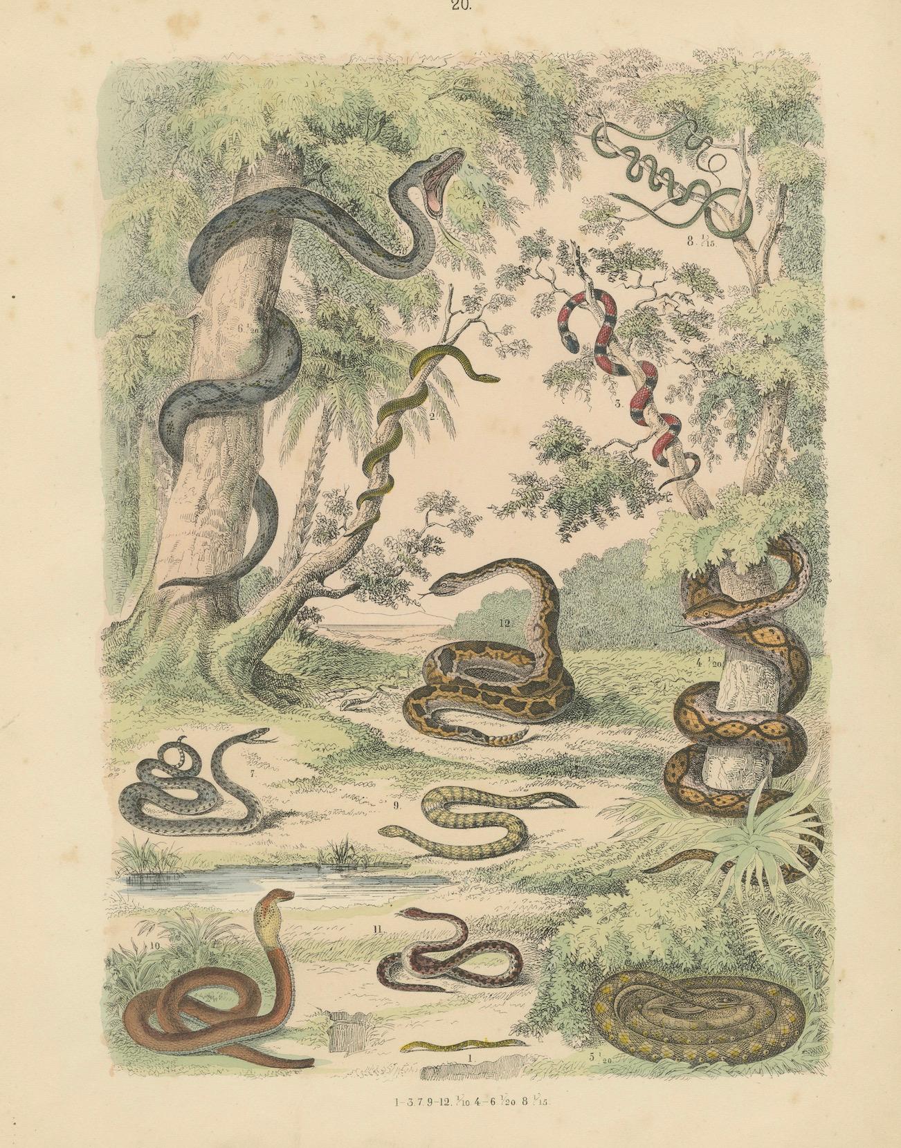 Snakes Print: Boa, Python, Viper, Coral Snake – Antique 1867 For Sale 4
