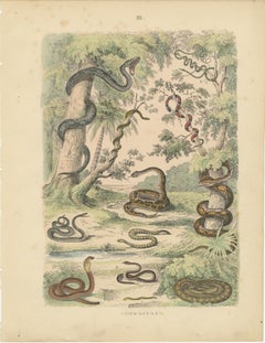 Snakes Print: Boa, Python, Viper, Coral Snake – Antique 1867