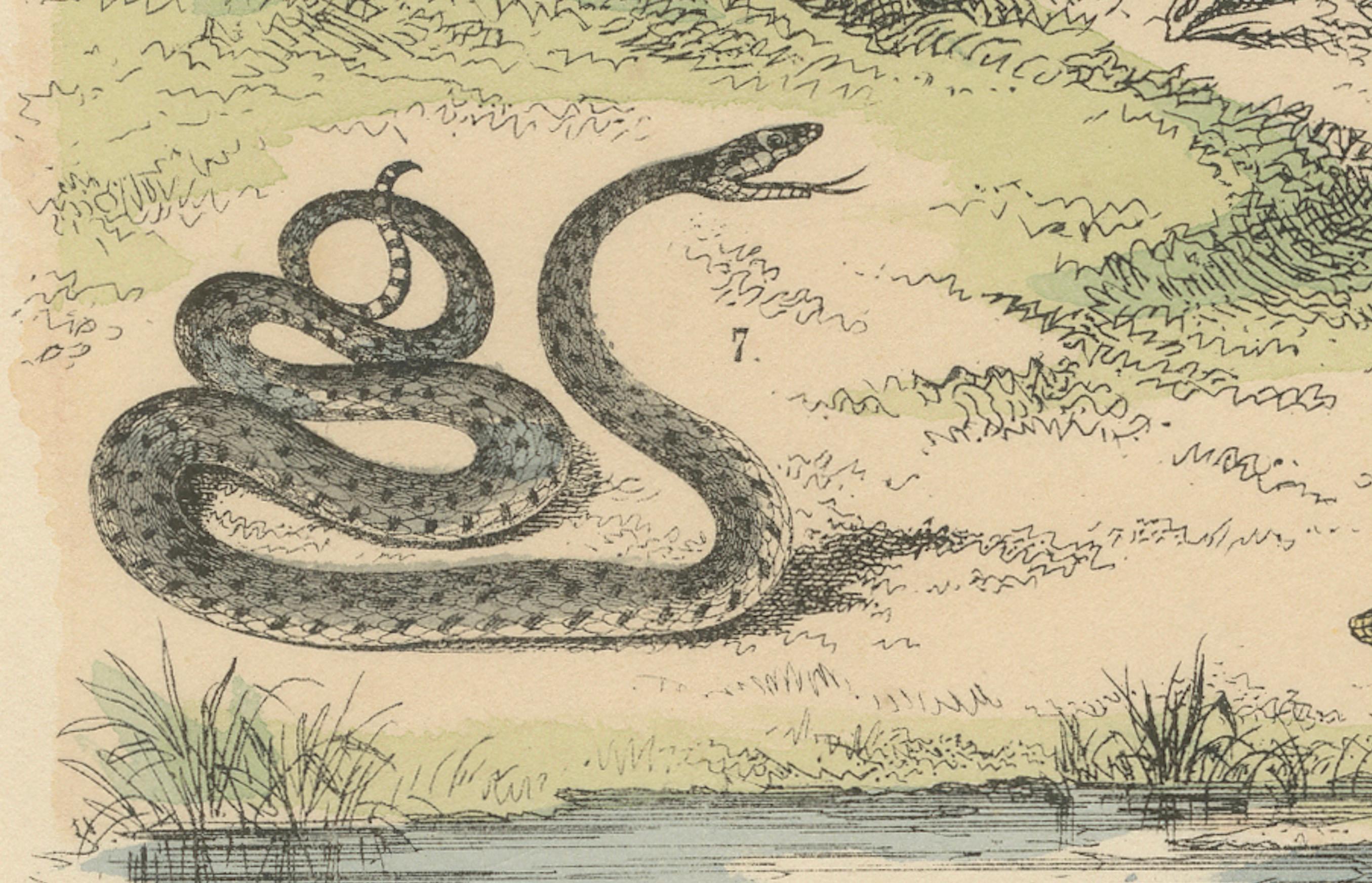 German Snakes Print: Boa, Python, Viper, Coral Snake – Antique 1867 For Sale